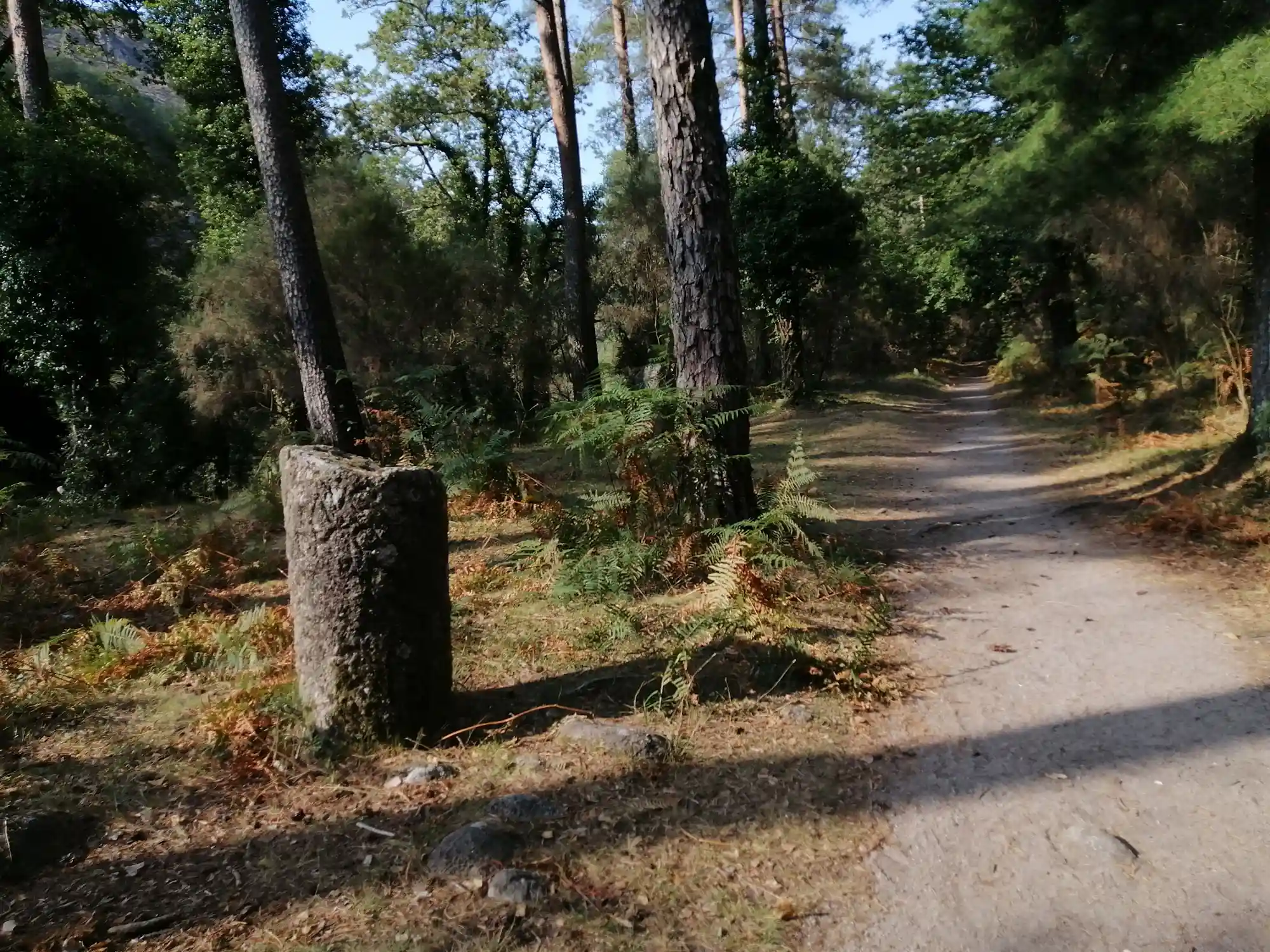 Albergaria woods